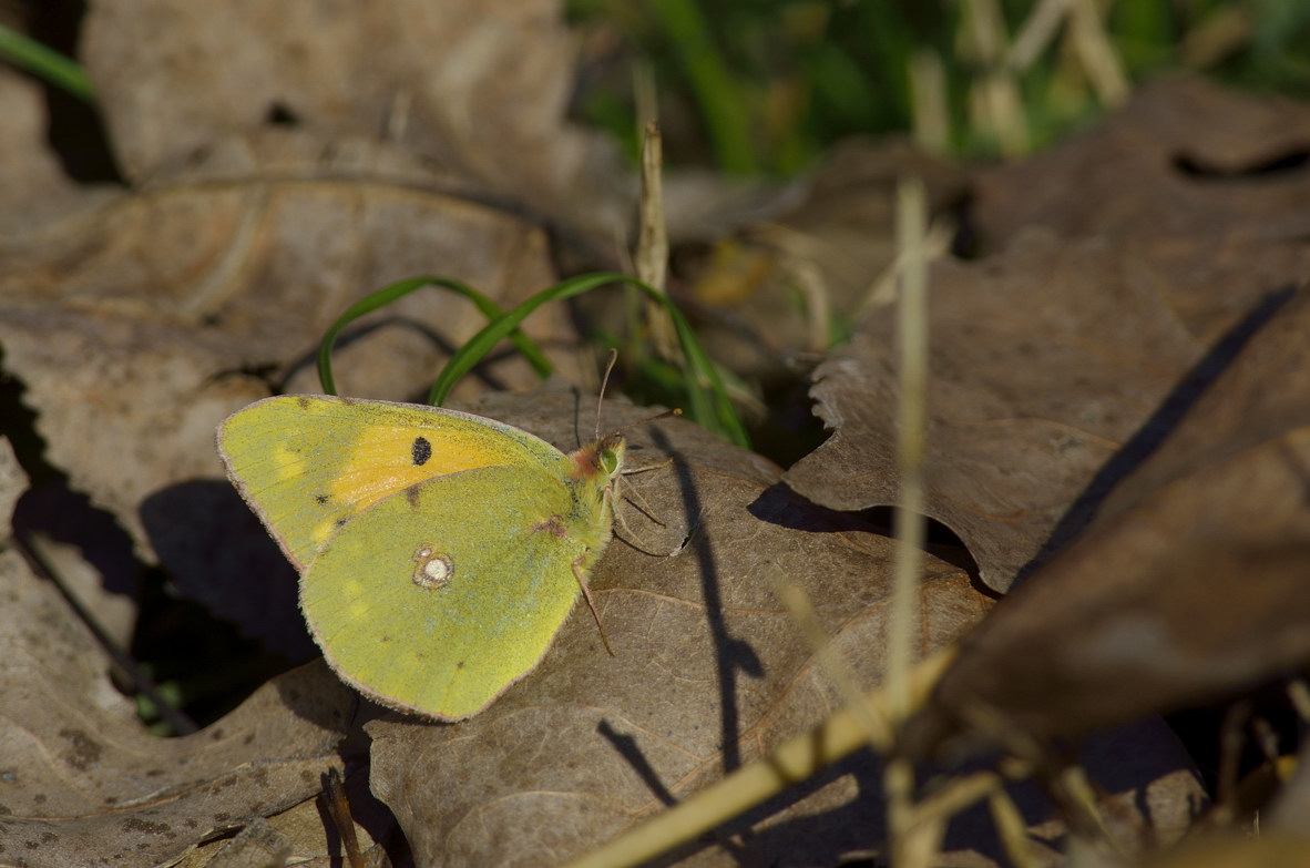 Colias crocea